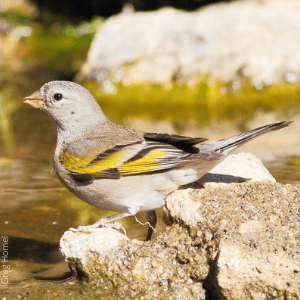 Lawrence's Goldfinch