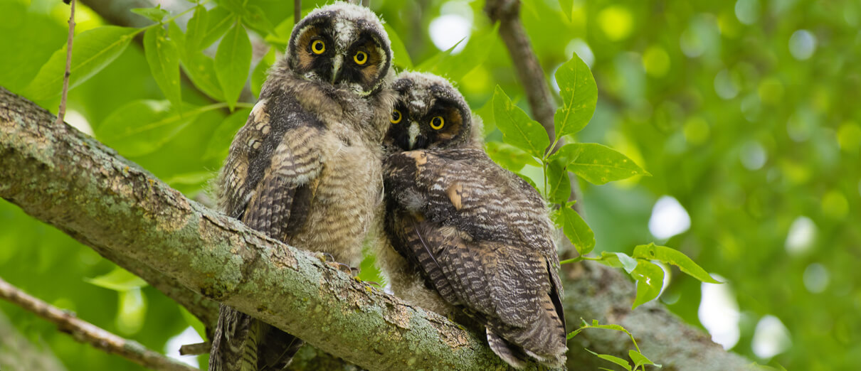 Long-eared Owl fledglings