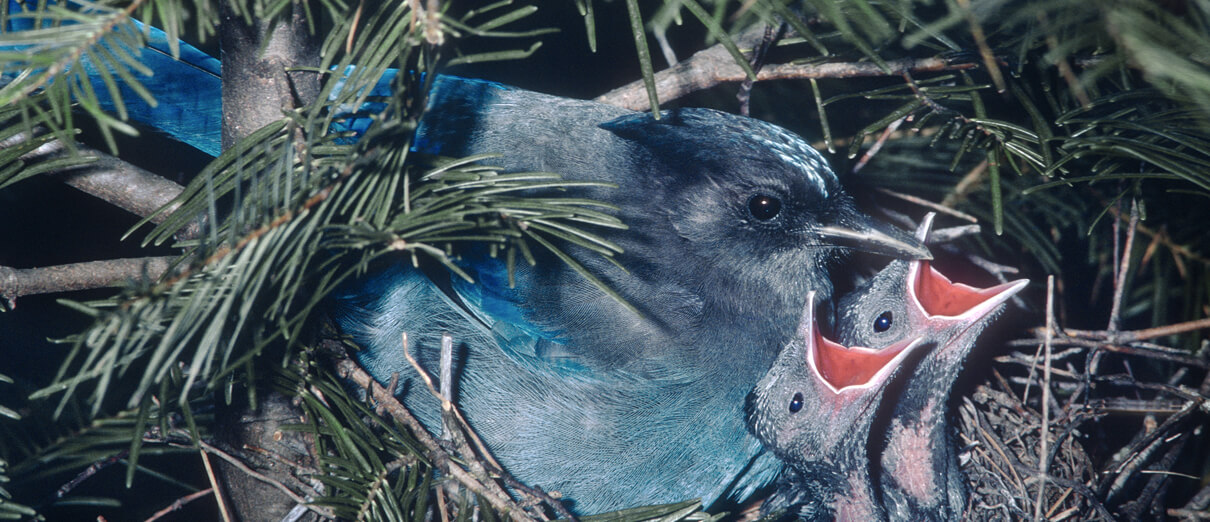 Steller's Jay on nest with chicks, California. Photo by Nancy S.