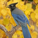 Steller's Jay sitting on a tree. Photo by Don Mammoser, Shutterstock.
