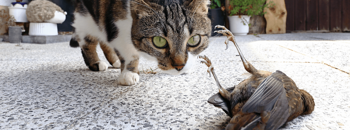 Cat with caught bird