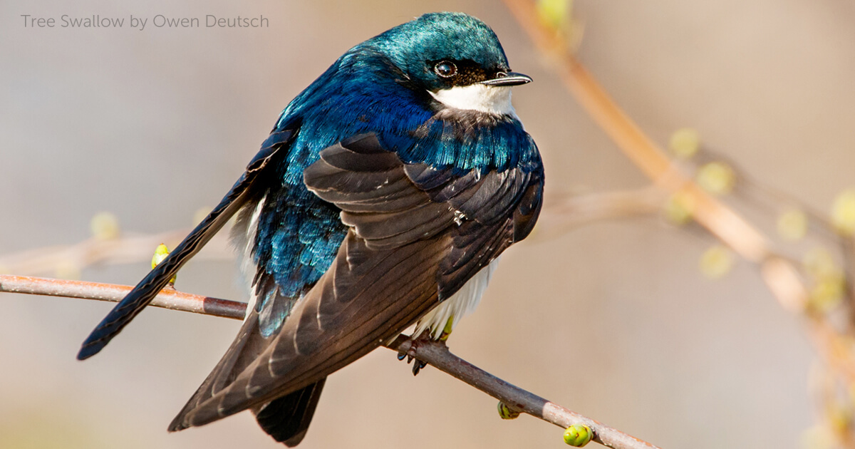 Tree Swallow (Tachycineta bicolor) - Mississippi National River