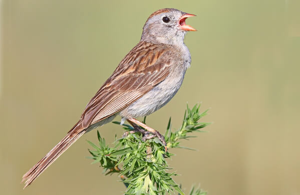 Worthen's Sparrow by Greg Homel