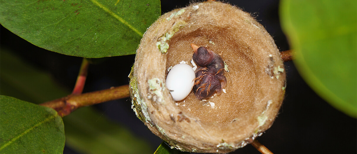 Baby hummingbird