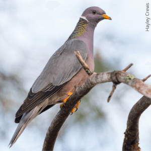 Band-tailed Pigeon