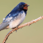 Barn Swallow by Andrew M. Allport/Shutterstock