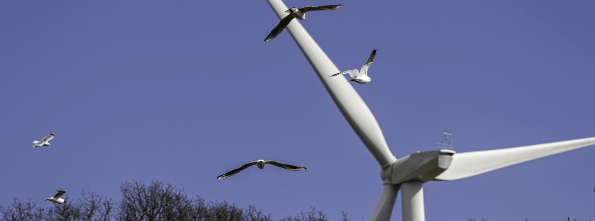 Birds flying towards wind turbine.