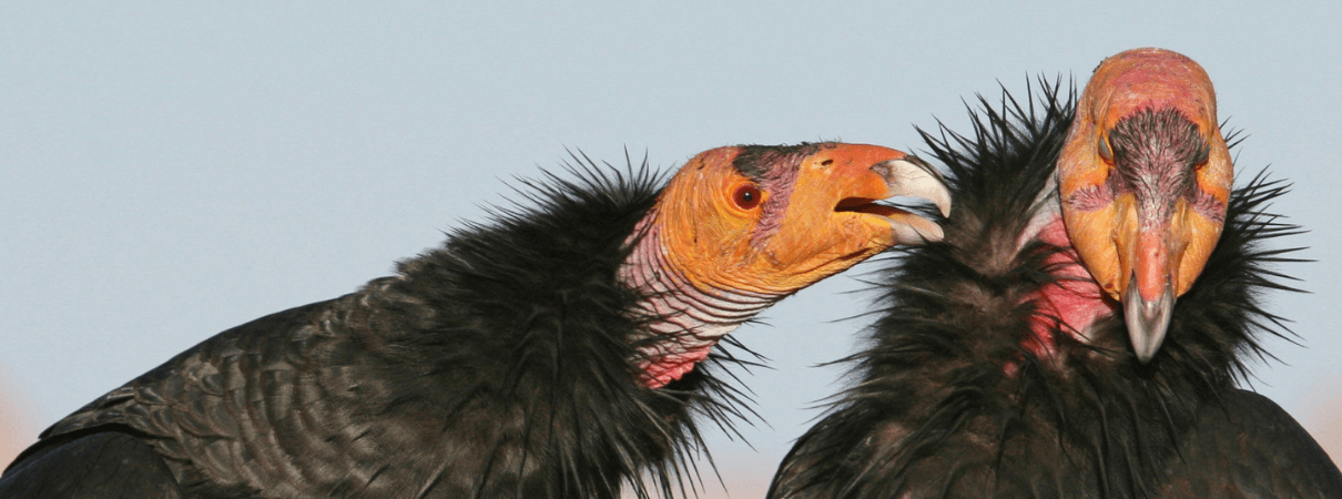 California Condors