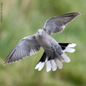 Eurasian Collared-Doves are one of the many types of doves found in the United States