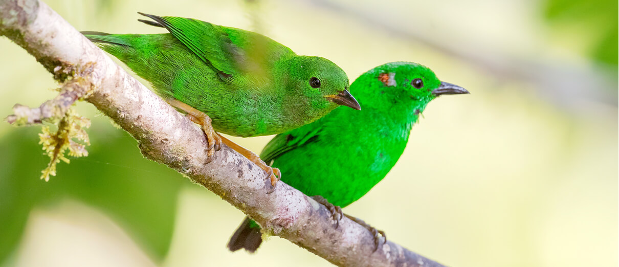 Glistening-green Tanagers by David Havel/Shutterstock