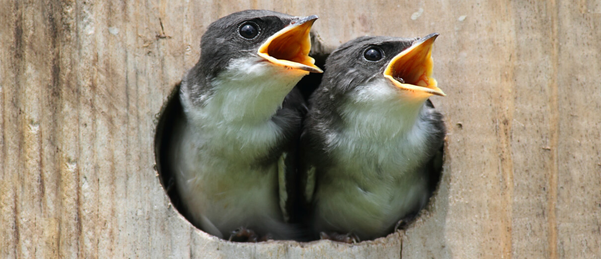 Tree Swallow Chicks by Steve Byland/Shutterstock