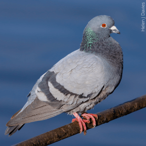 Rock Pigeons are one of the many types of pigeons found in the United States