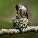 Ruby-throated Hummingbird by RobDemPhoto/Shutterstock
