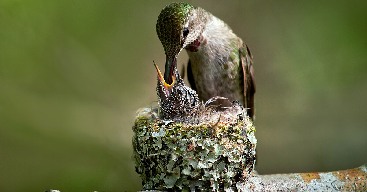 How Long Does It Take for Hummingbird Eggs to Hatch: Quick Guide