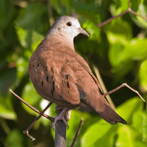 Ruddy Ground-Doves are one of the many types of doves found in the United States
