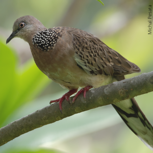 Spotted Dove