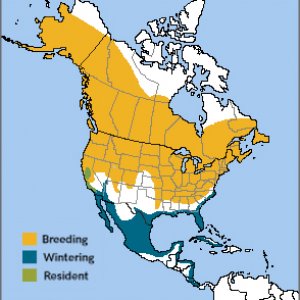 Tree Swallow Range Map By American Bird Conservancy