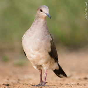 White-tipped Dove