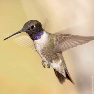 Black-chinned hummingbirds are one of many hummingbirds found in the United States.