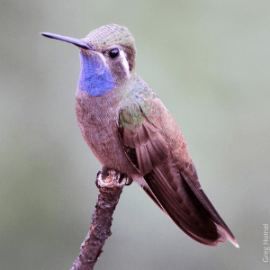 Blue-throated Mountain-gem are one of the many types of hummingbirds found in the United States