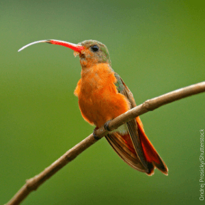Cinnamon Hummingbird sticking out its tongue