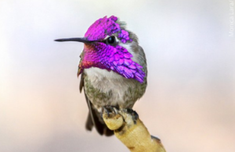 Costa's Hummingbird by Monica Lara/Shutterstock