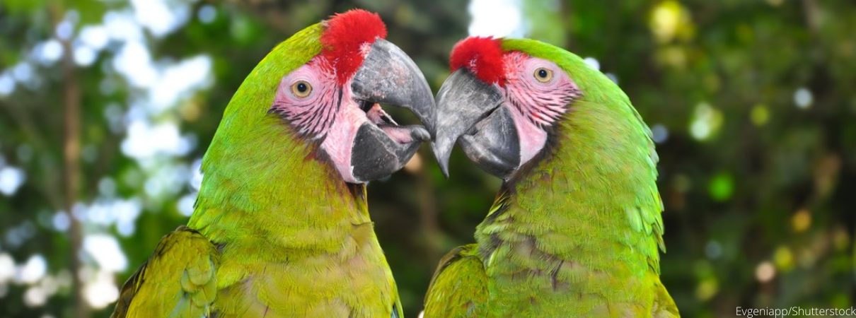 Great Green Macaws by Evgeniapp_Shutterstock
