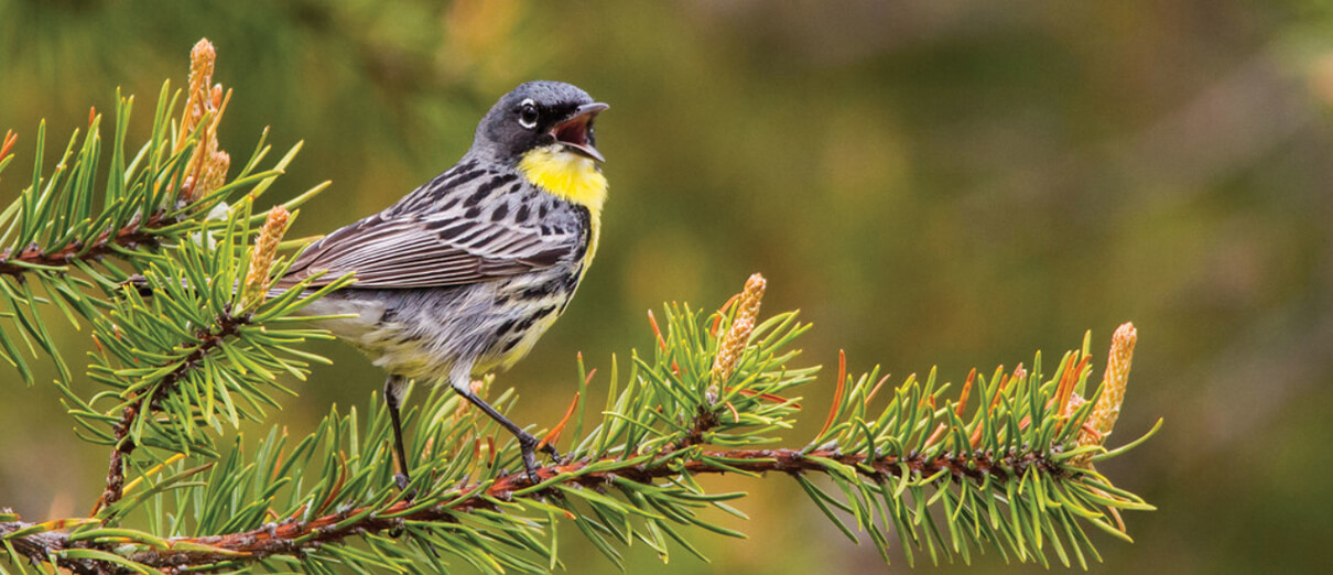 Birding in Michigan: Kirtland's Warbler Management Areas