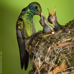 The Mexican Violetear is one of the many species of hummingbirds that can be spotted as vagrants in the United states.