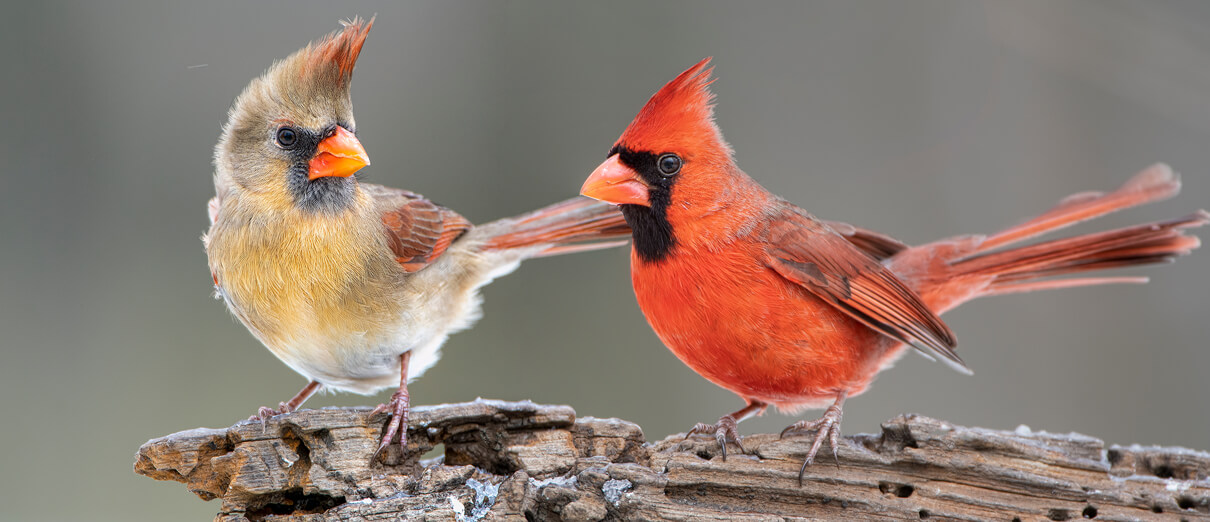 Northern Cardinal pair by Bonnie Taylor Barry/Shutterstock