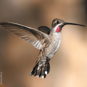 The Plain-capped Starthroat is one of many vagrant hummingbird species that visits the United States.