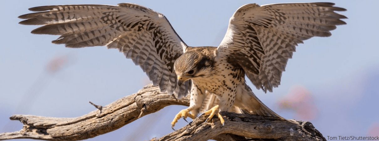 Prairie Falcon