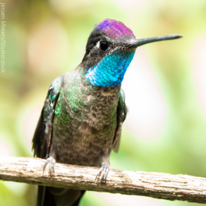 Rivoli's Hummingbird are one of the many types of hummingbirds found in the United States