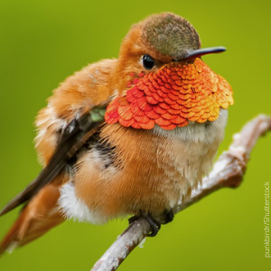 Rufous Hummingbirds are one of the many types of hummingbirds found in the United States