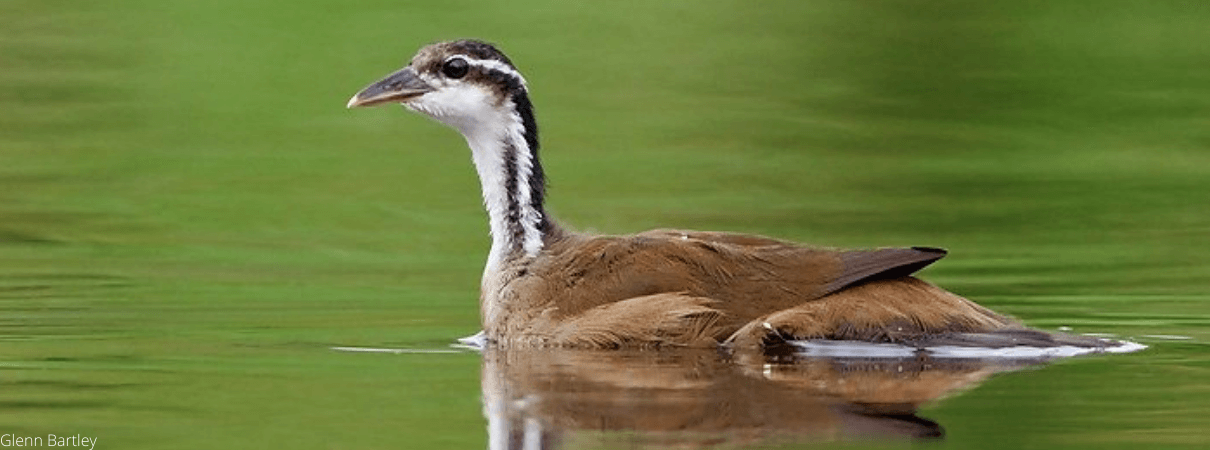 Sungrebe is a species rarely seen in New Mexico