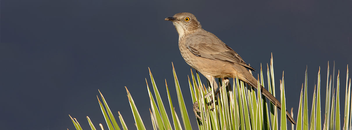 Bendire's Thrasher