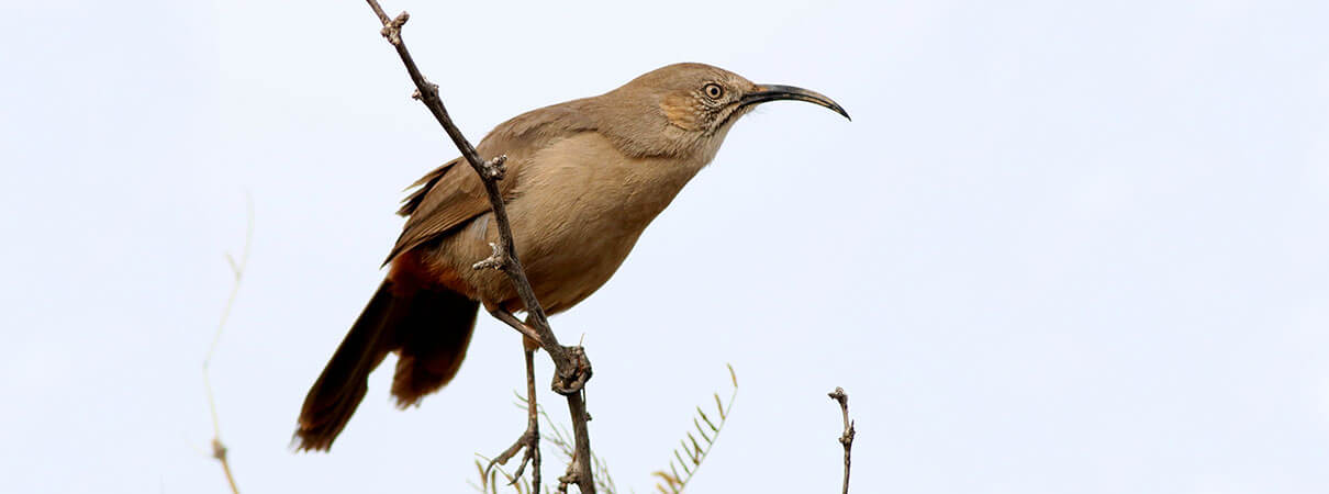 Crissal Thrasher can be harder fo find in certain parts of New Mexico