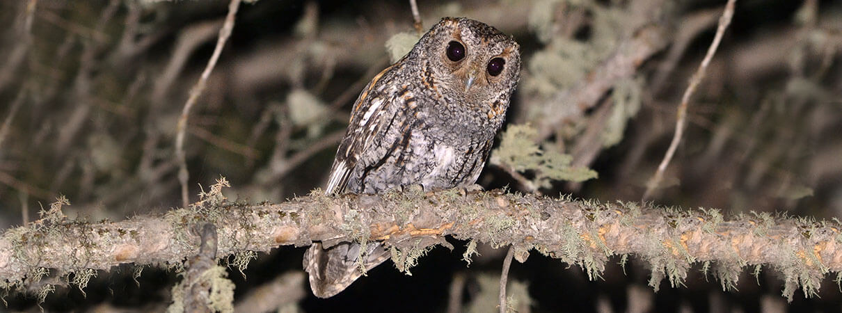 Flammulated Owl are one of the hardest bird species to find in New Mexico