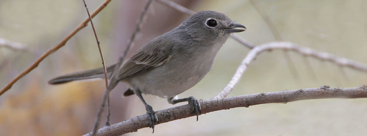 Gray Vireo