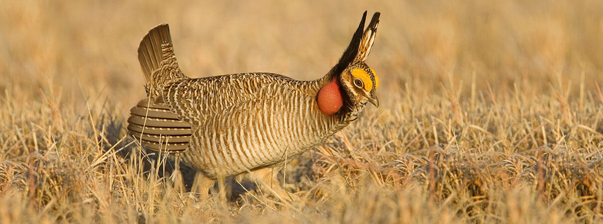 Lesser Prairie Chicken