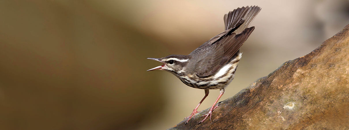 Louisiana waterthrush