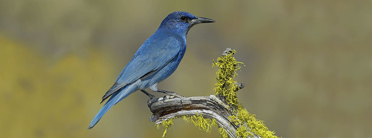 New Mexico's birds include the Pinyon Jay