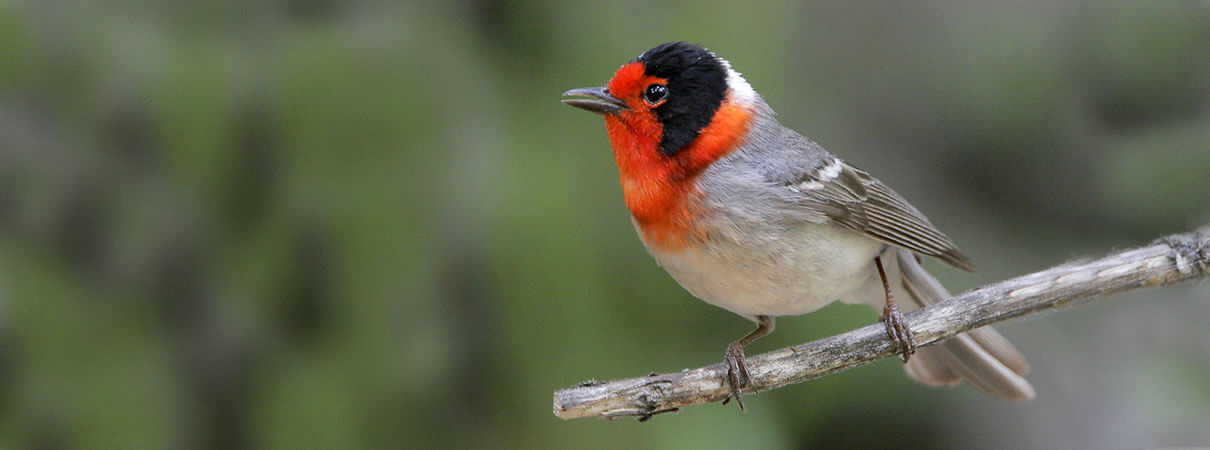 Red-faced Warbler