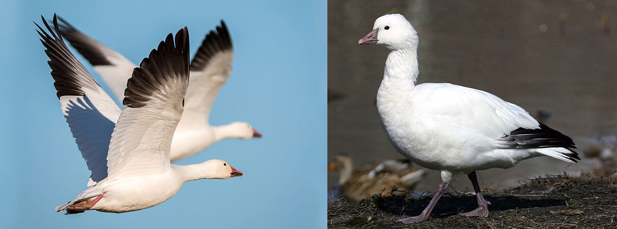 Snow Geese and Ross's Geese look somewhat similar; they are both found in New Mexico