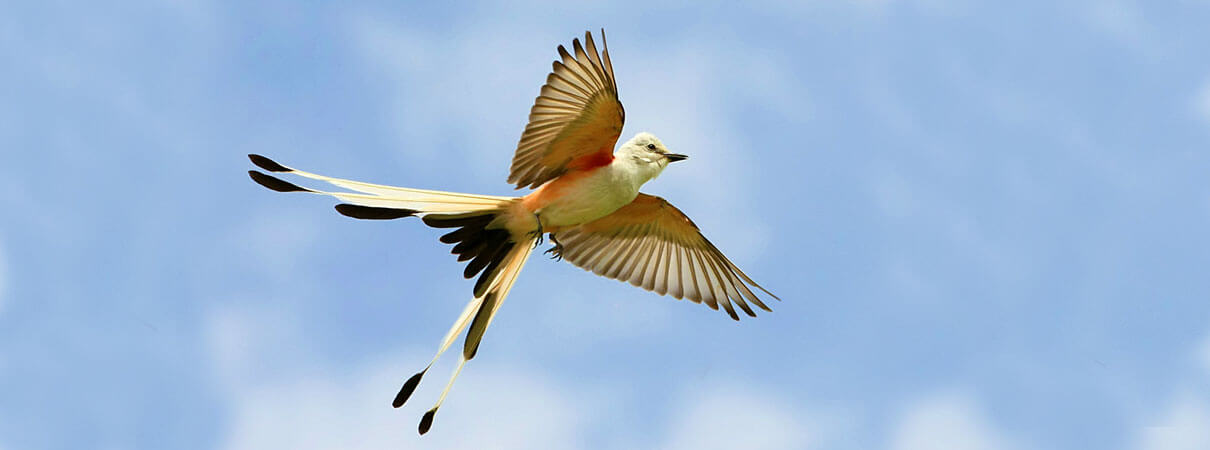 Scissor-tailed Flycatcher