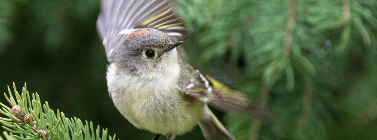 A Ruby-crowned Kinglet male. Photo by Mircea Costina, Shutterstock.