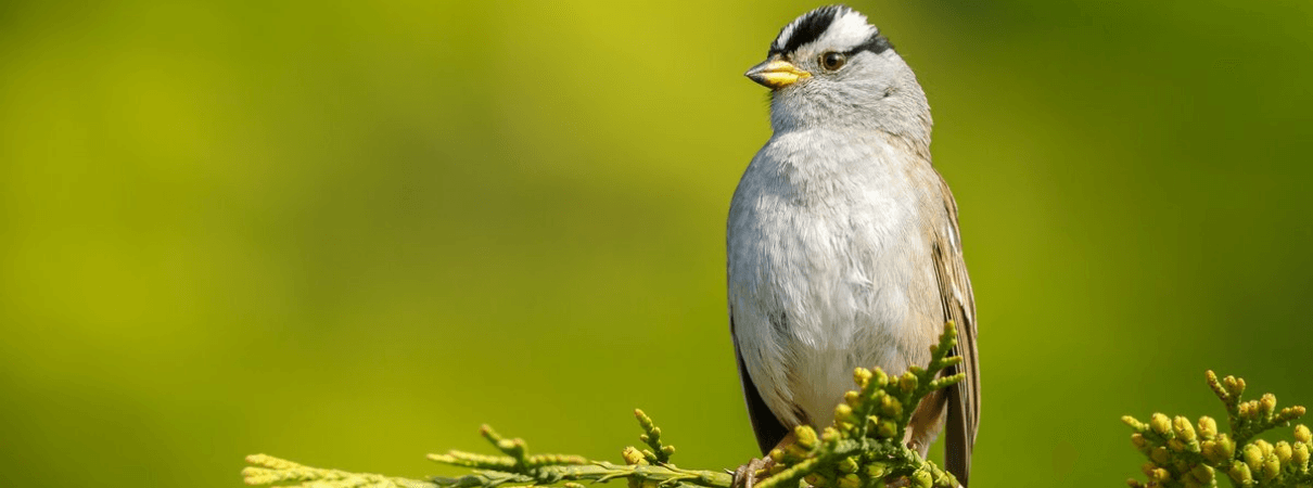 A White-crowned Sparrow. Photo by Menno Schaefer, Shutterstock.