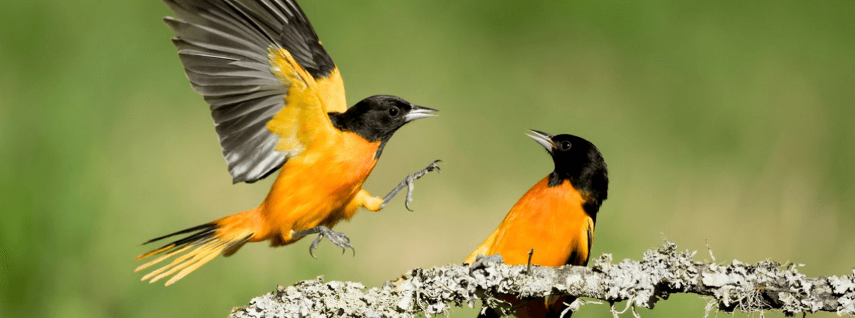 A pair of Baltimore Orioles. Photo by Agami Photo Agency.