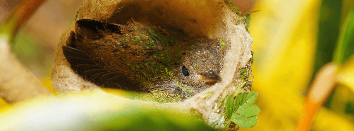 Baby hummingbird of Rufous tailed in nest by Damsea/Shutterstock