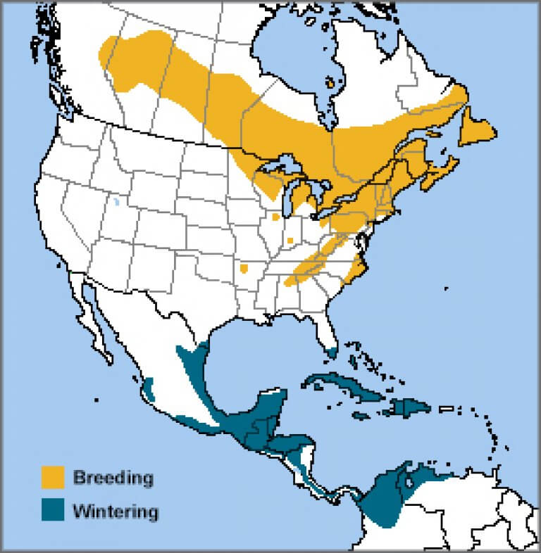 yellow rumped warbler range map yellow rumped warbler range map